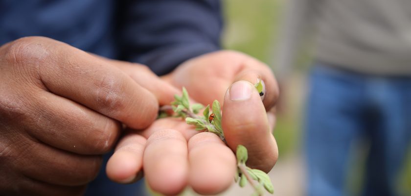 Proyecto Zafranal: Productores de orégano en Lluta mejoran prácticas de cultivo de manera sostenida