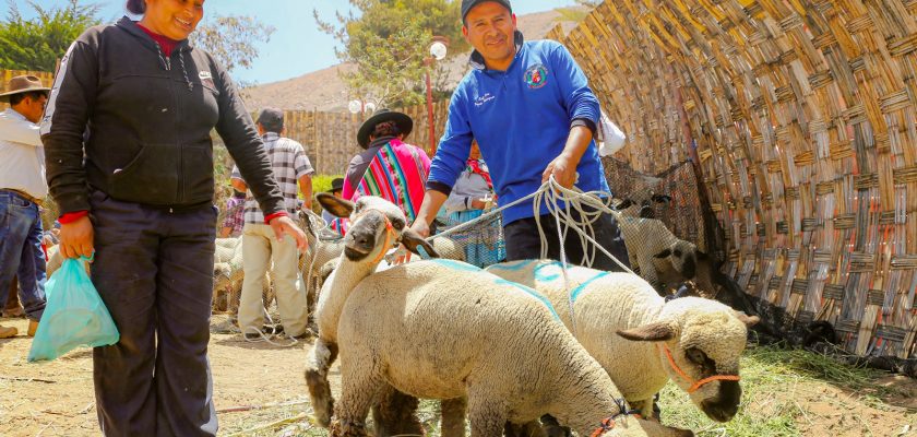 Southern Perú impulsa cadena productiva de ovino Hampshire Down en Ilabaya