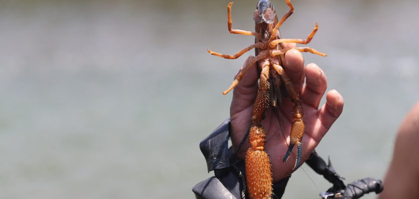 Compañía Minera Zafranal contribuye a proteger el camarón del río Majes