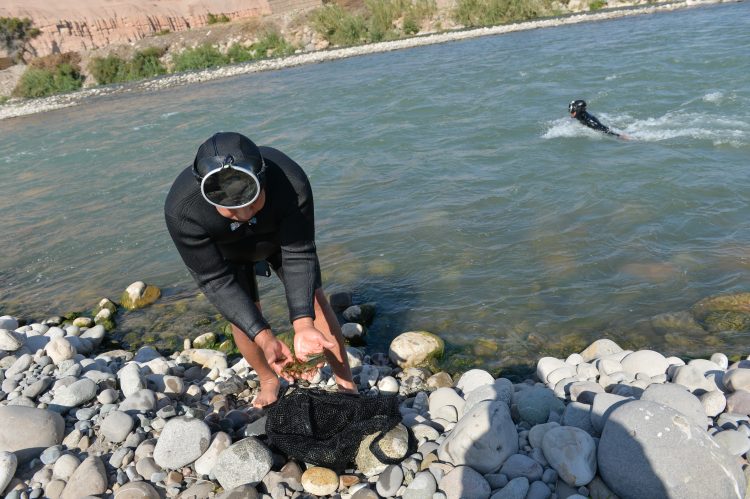 Compañía Minera Zafranal contribuye a proteger el camarón del río Majes