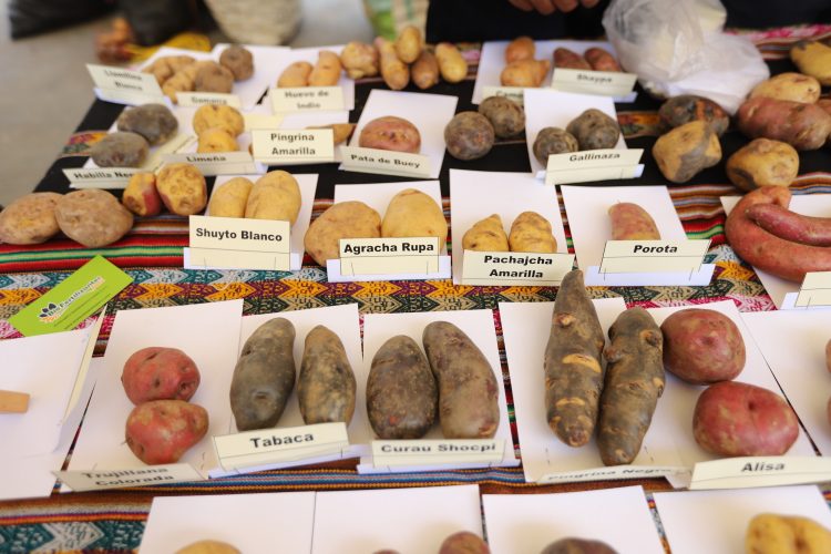 PODEROSA: Presentan catálogo de variedades de papas nativas de Tayabamba
