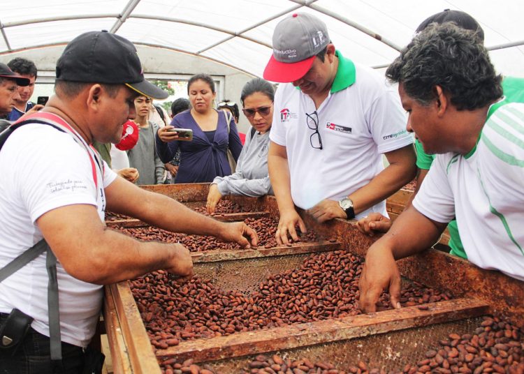 producción de cacao en la Amazonía