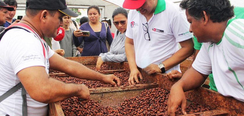 producción de cacao en la Amazonía