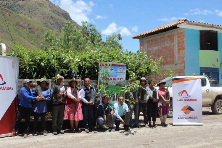 Minera Las Bambas entrega 1300 plantas de palta para potenciar a los agricultores de Cusco