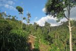 GORE San Martín rechaza modificación a Ley Forestal que favorecería la deforestación