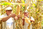 (PetroTal) Puinahua cosechan más de 20 toneladas de maíz certificado