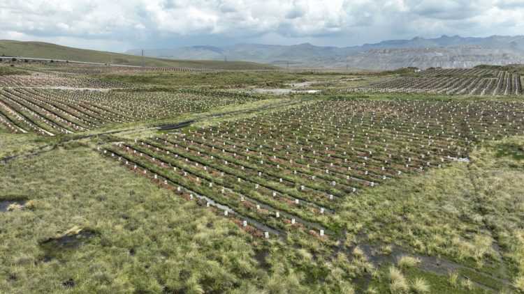 Reforestacion-Espinar-Antapaccay