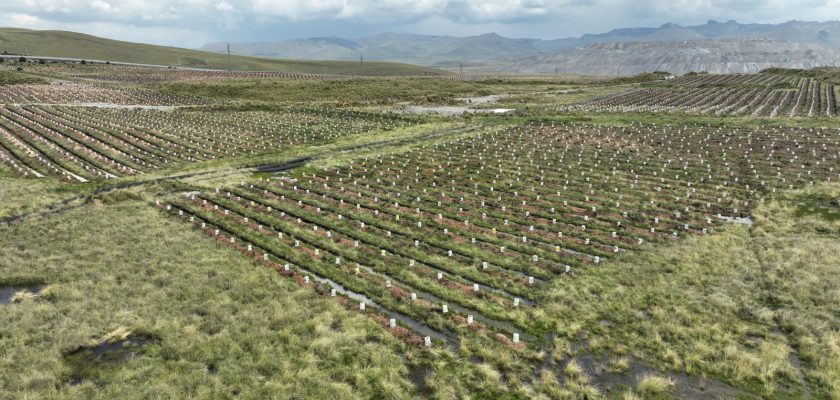 Reforestacion-Espinar-Antapaccay