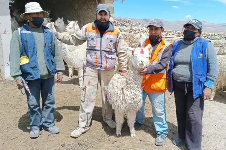 Buenaventura: 7 mil camélidos serán dosificados en campaña sanitaria en Moquegua