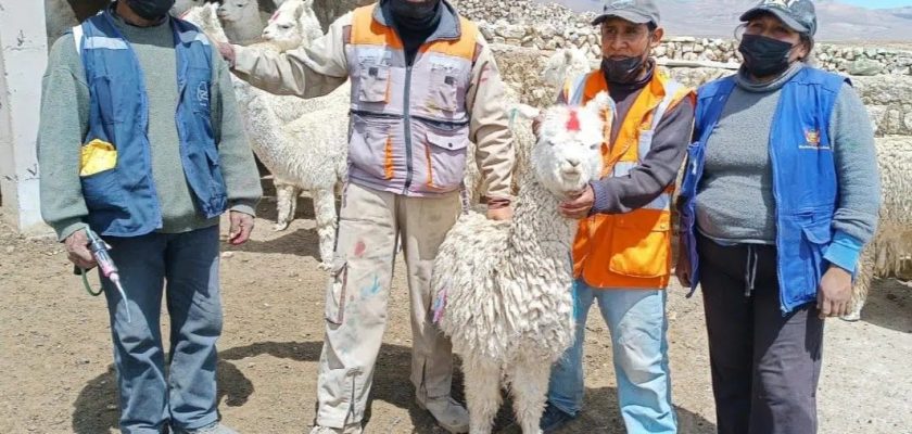 Buenaventura: 7 mil camélidos serán dosificados en campaña sanitaria en Moquegua