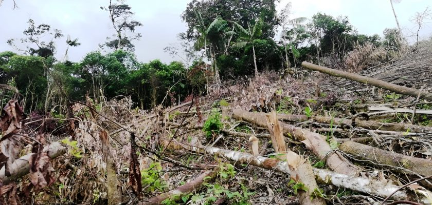 Delitos ambientales en el Perú