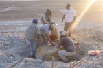 Paleontología en Perú