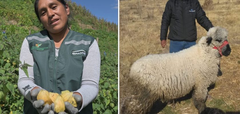 Agroemprendimientos en minería y energía