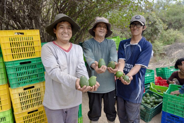 palta Hass de Áncash