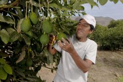 exportacion-palta-huarmey