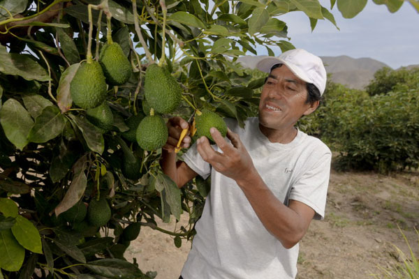 exportacion-palta-huarmey