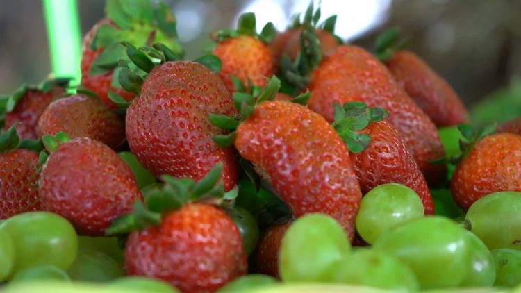fresas para agroexportación en Huarmey