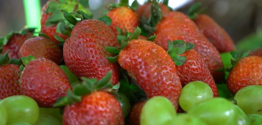fresas para agroexportación en Huarmey