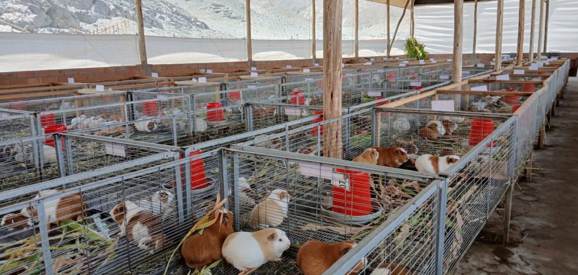 (Antamina) Huarmey cuyes de razas mejoradas en Ancash
