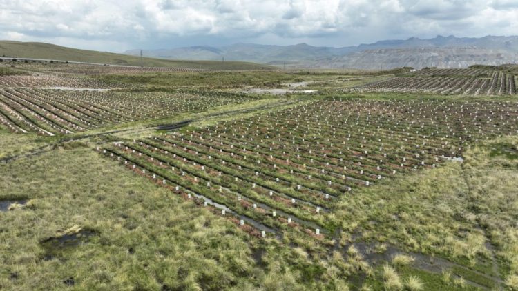Forestacion (Antapaccay)