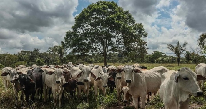 Ministerio del Ambiente promueve la ganadería sostenible