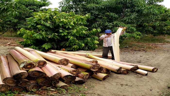 hilo-de-derivados-de-la-industria-del-banano-organico