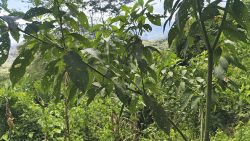 Bosque de Huánuco