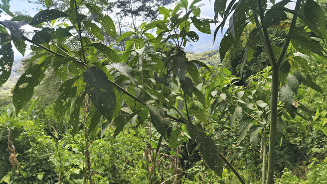 Bosque de Huánuco