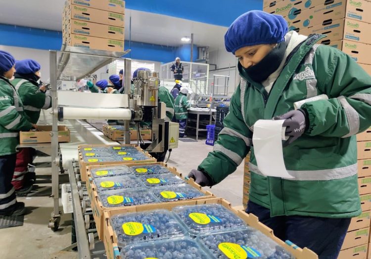 Exportaciones de arándanos