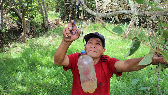 GORE Tacna canon minero mosca de la fruta