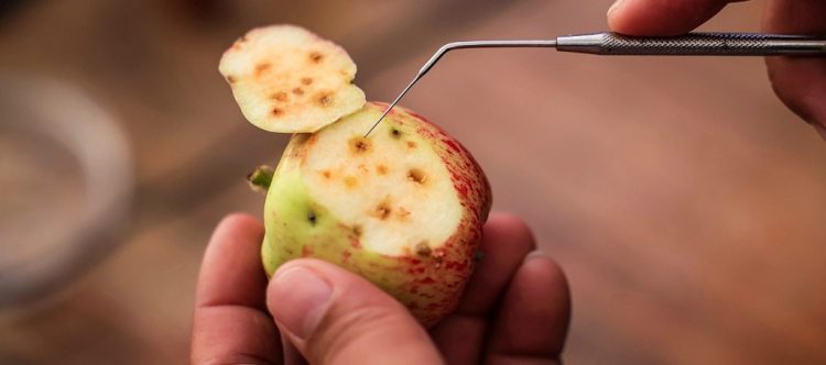 Zafranal contribuye a la protección de cultivos del valle de Majes frente a la mosca de la fruta