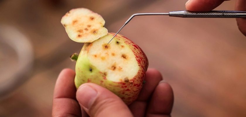 Zafranal contribuye a la protección de cultivos del valle de Majes frente a la mosca de la fruta