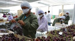 agroexportaciones