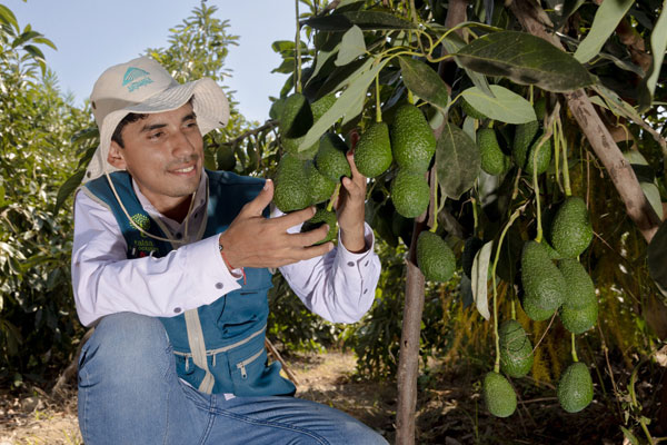 dia-nacional-palta-antamina