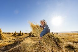 Antapaccay campaña de pastos cultivados