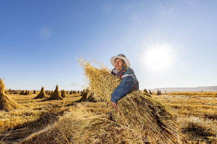 Antapaccay campaña de pastos cultivados