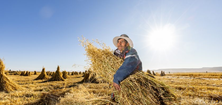 Antapaccay campaña de pastos cultivados
