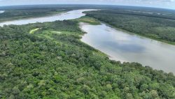 restauración forestal en Puinahua