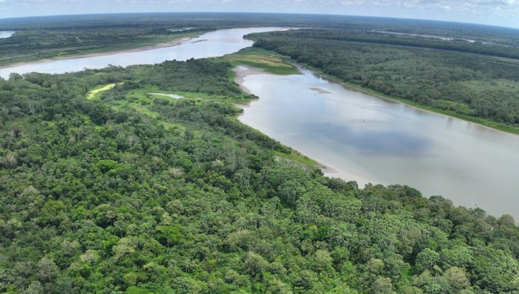 restauración forestal en Puinahua
