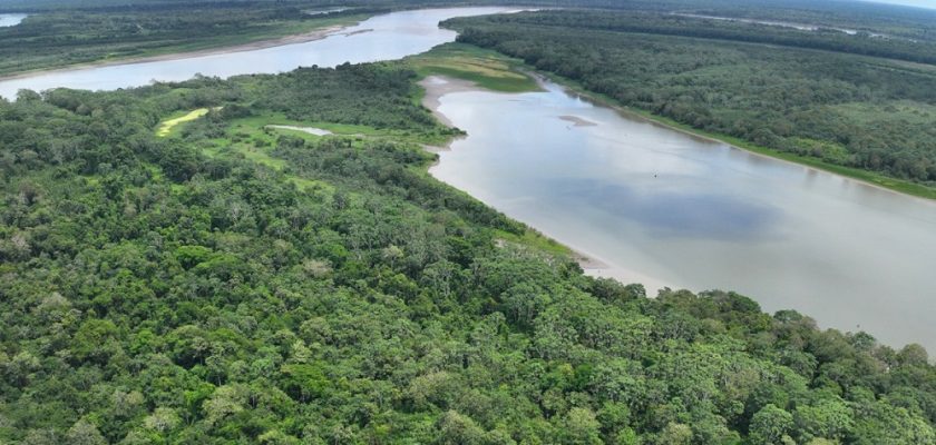 restauración forestal en Puinahua