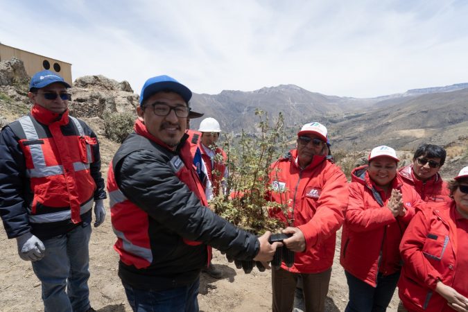 Anglo American queñuas en Moquegua Anglo American queñuas en Moquegua
