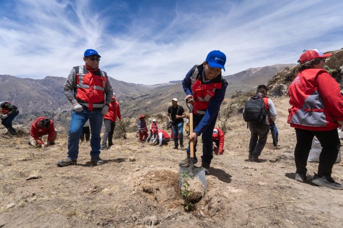 Anglo American queñuas en Moquegua Anglo American queñuas en Moquegua