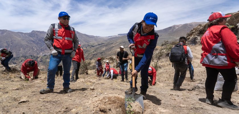 Anglo American queñuas en Moquegua