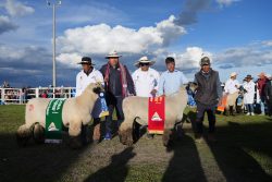Antapaccay impulsa la ganadería de Espinar con apoyo a la Expo Feria Reyes Internacional 2026