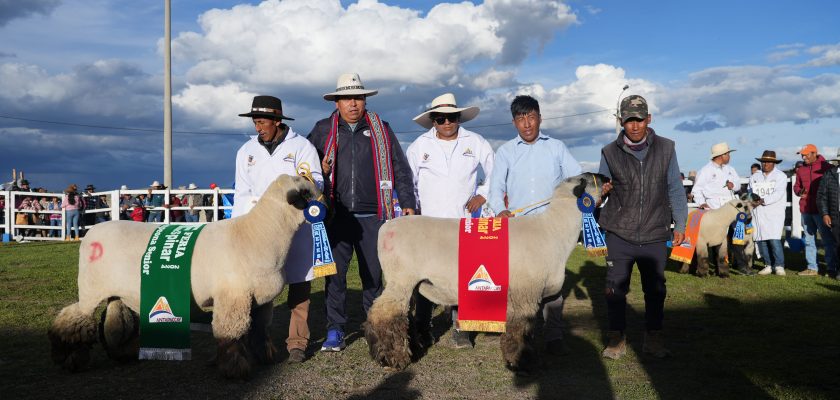 Antapaccay impulsa la ganadería de Espinar