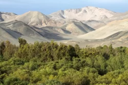 Dia de la Reducción de Emisiones de CO2: la contribución del Bosque de Huarmey