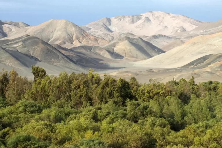 Bosque de Huarmey
