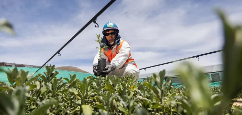Antapaccay impulsa la forestación altoandina en Espinar