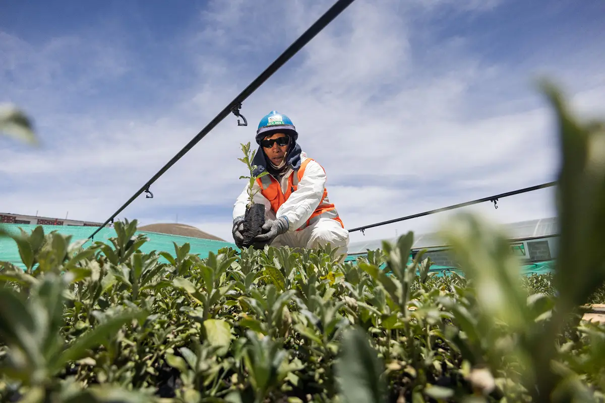 Antapaccay impulsa la forestación altoandina en Espinar