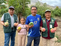 Huarmey avanza con la primera agroexportación de mango kent a mercados internacionales de Europa